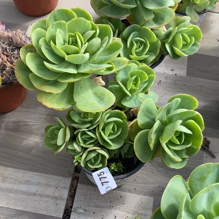 司***婉775碧桃多肉植物多肉发货