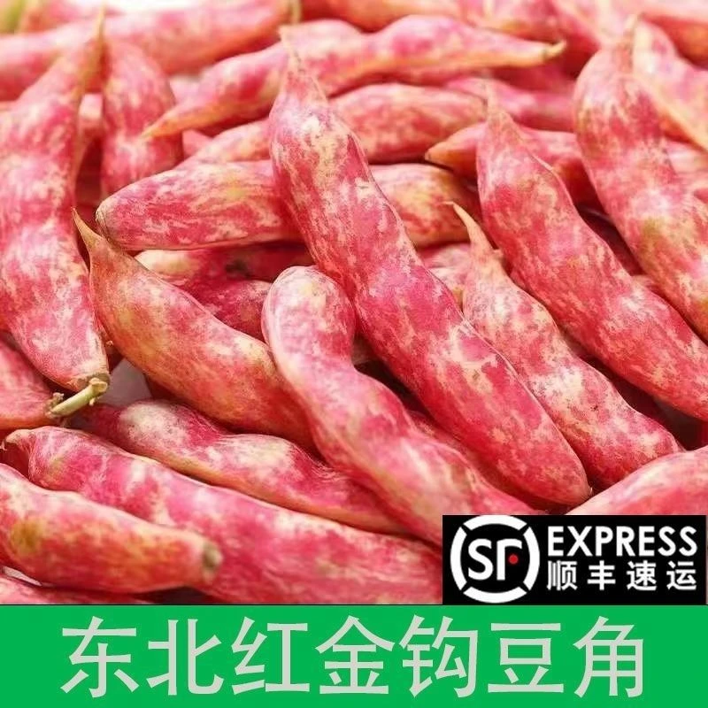 东北红金勾东北油豆角新鲜现采摘皮薄豆粒饱满农家自种顺丰包邮