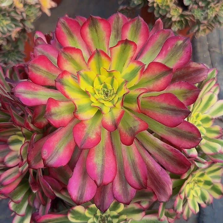 舞天姬大波浪捧花亏本福利