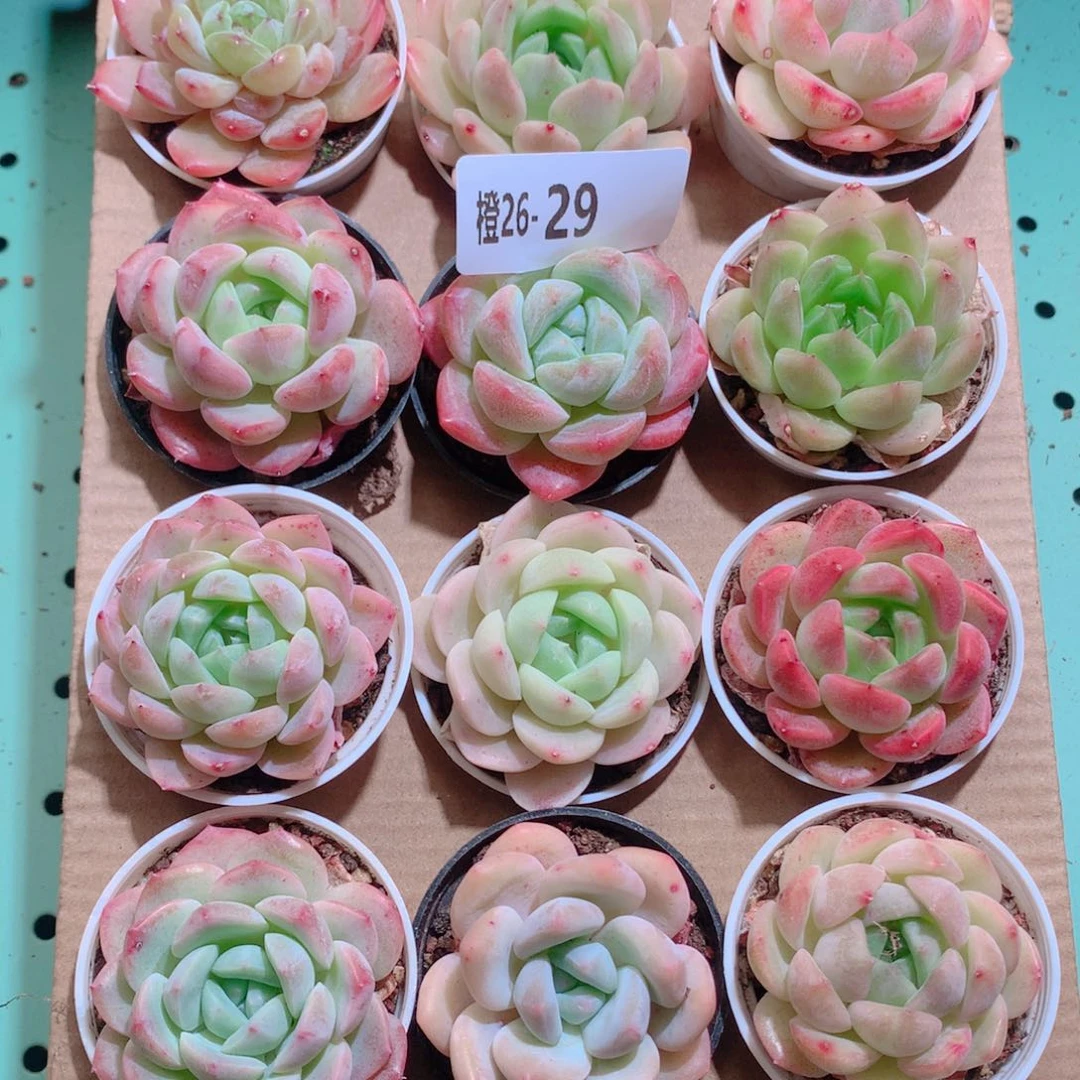 26-29一物一拍带盆18颗