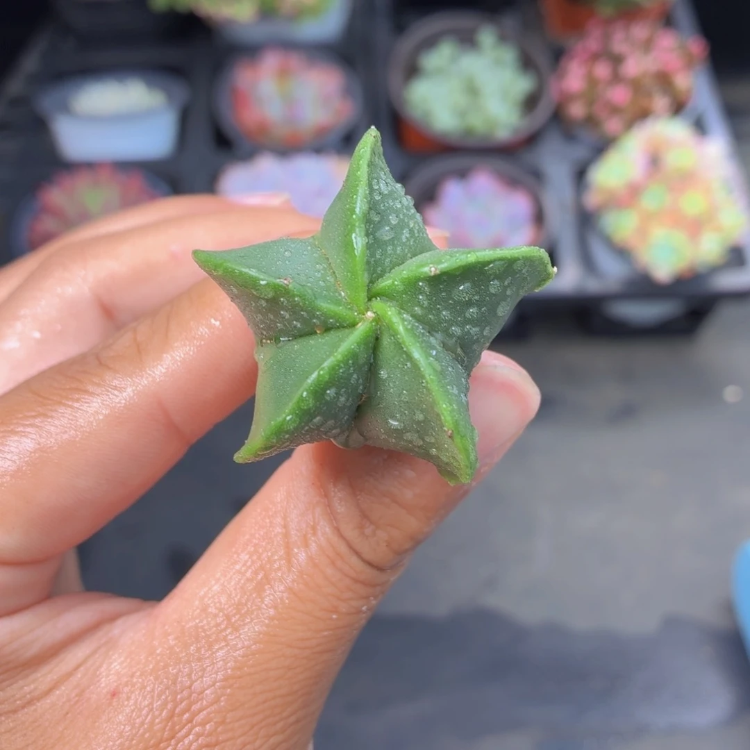 鸾凤玉多肉9.9包邮发货
