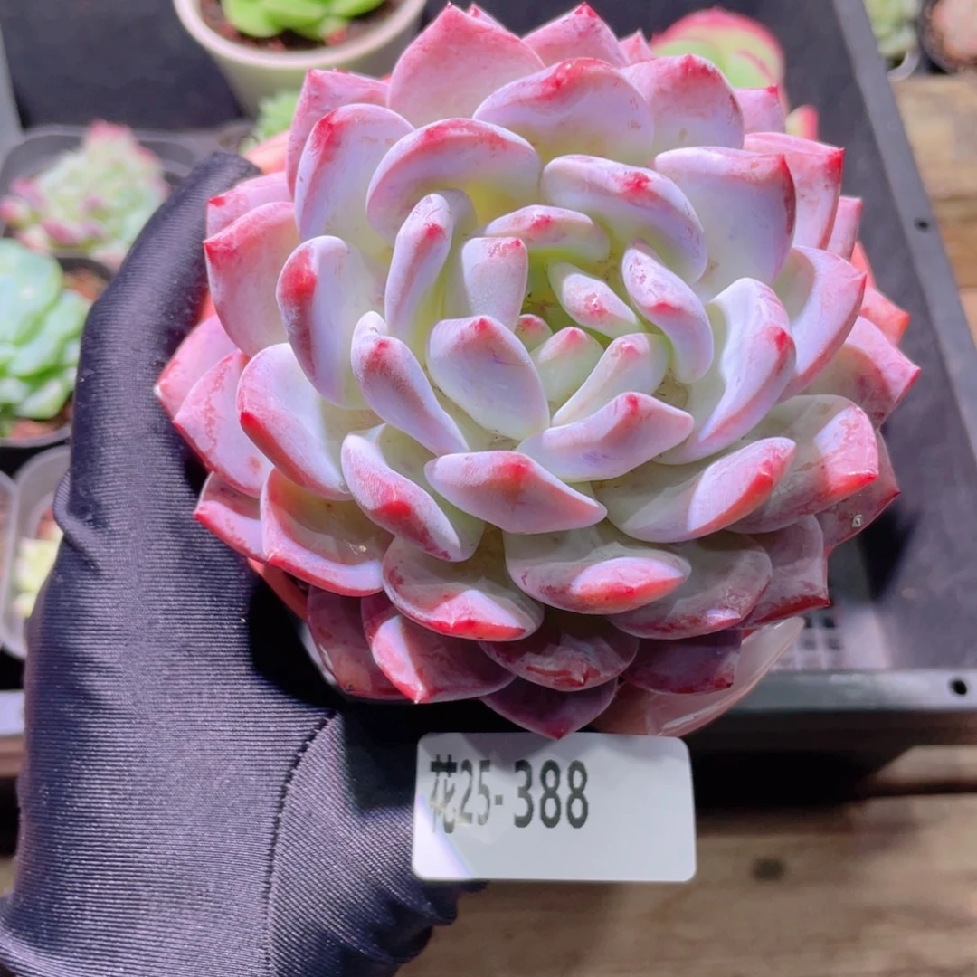 花利美25-388橙梦露