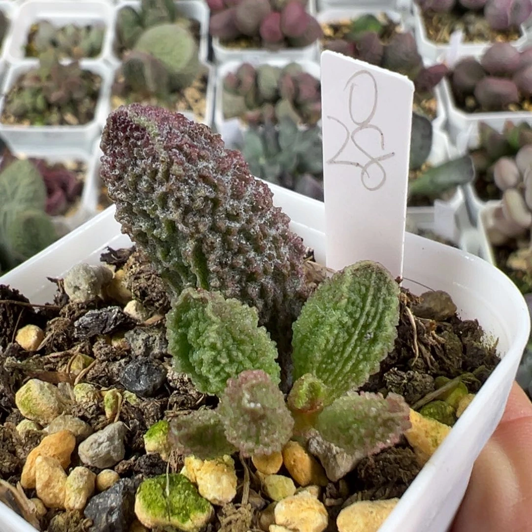 w颗粒款实生新品多肉植物