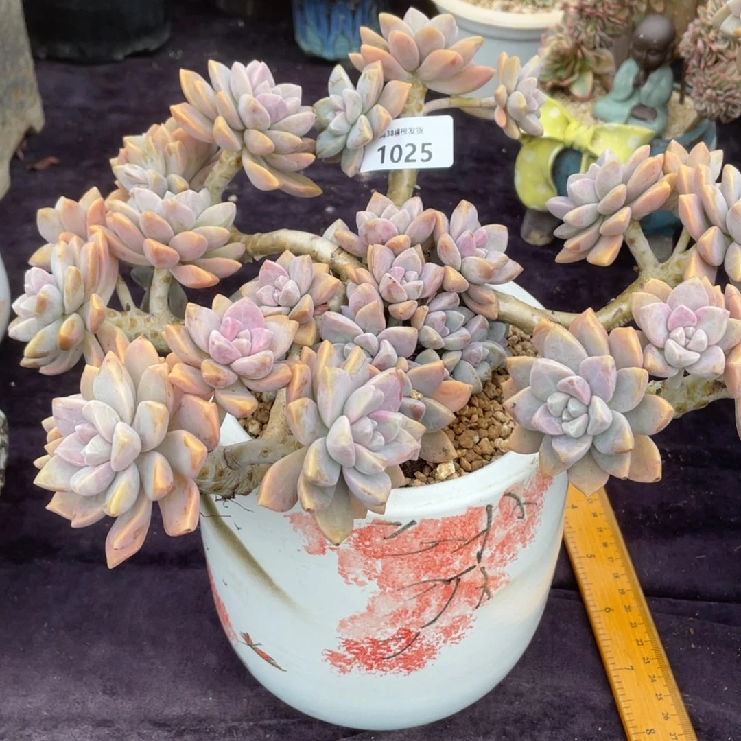 *****1025淡雪群生多肉植物一物一拍