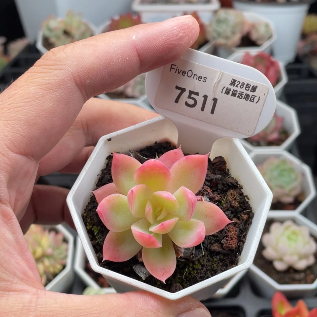 丝绸面纱7511-4.5厘米