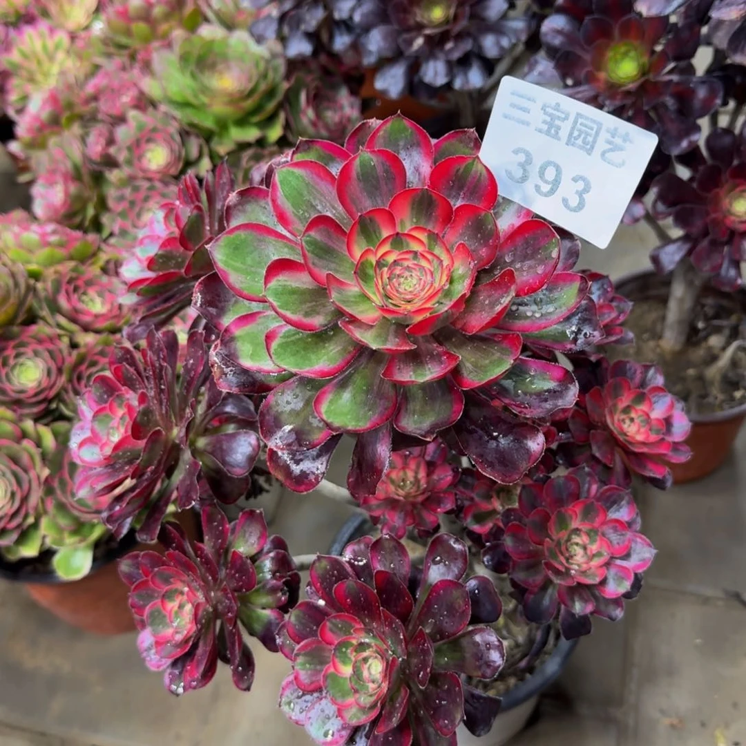 贤***奶多肉植物393丽娜