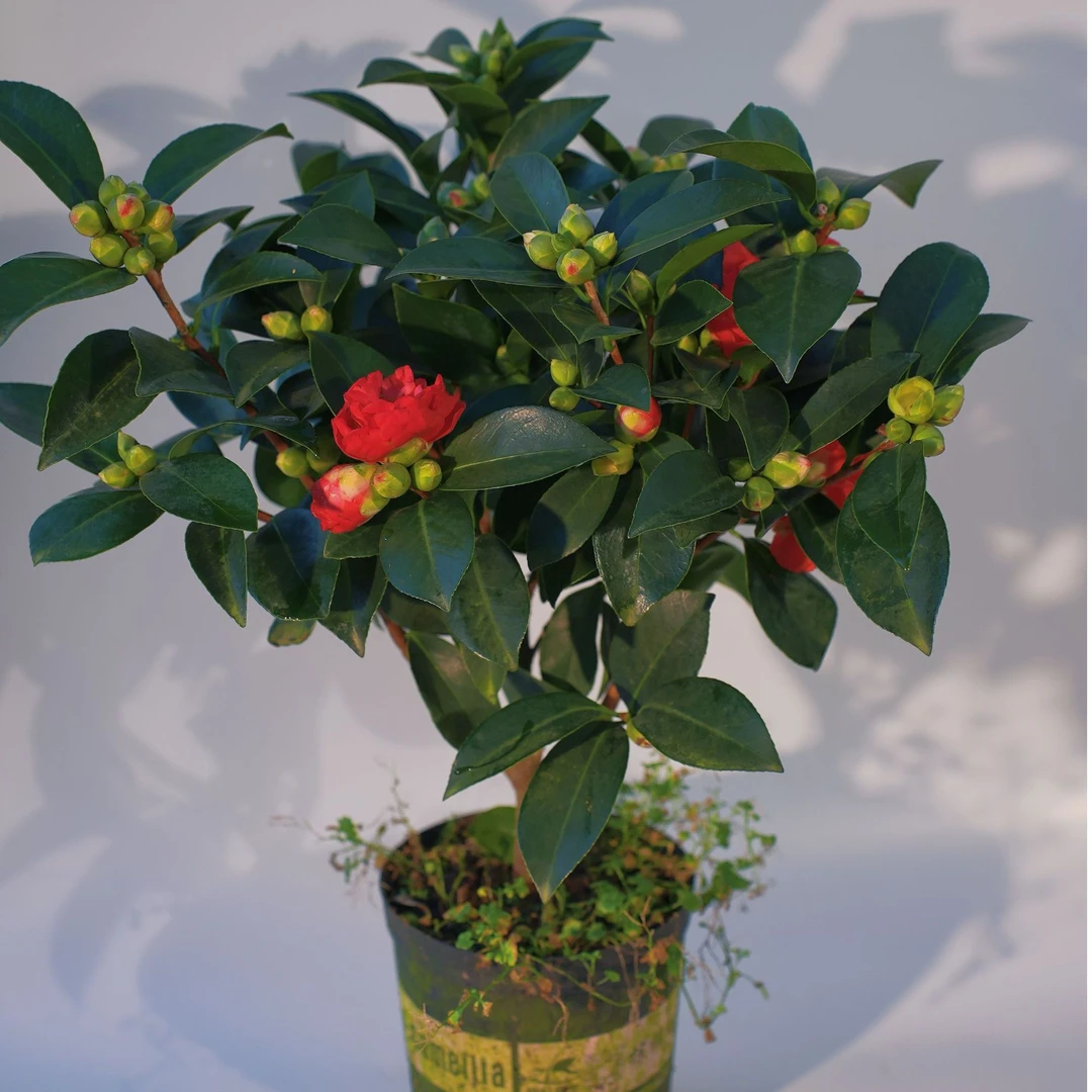 【夏日七心】50-80cm 基地直发重瓣四季茶花室内外绿植盆栽庭院花卉