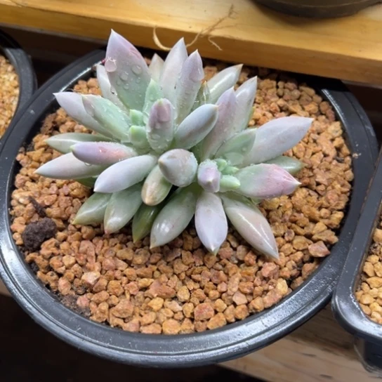 哥特萝莉 夏鸣园艺