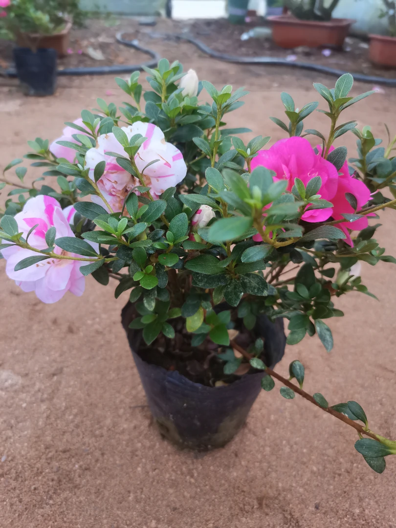 鹃之舞皋月带花苞杜鹃花盆栽室内外好养四季开花花卉植物盆景包邮