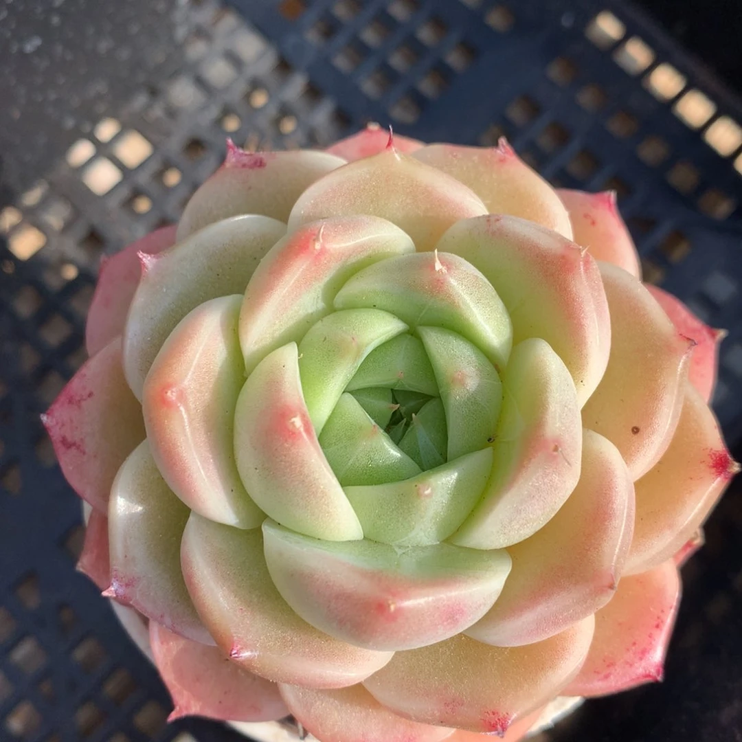 0124-60 麦秆优选