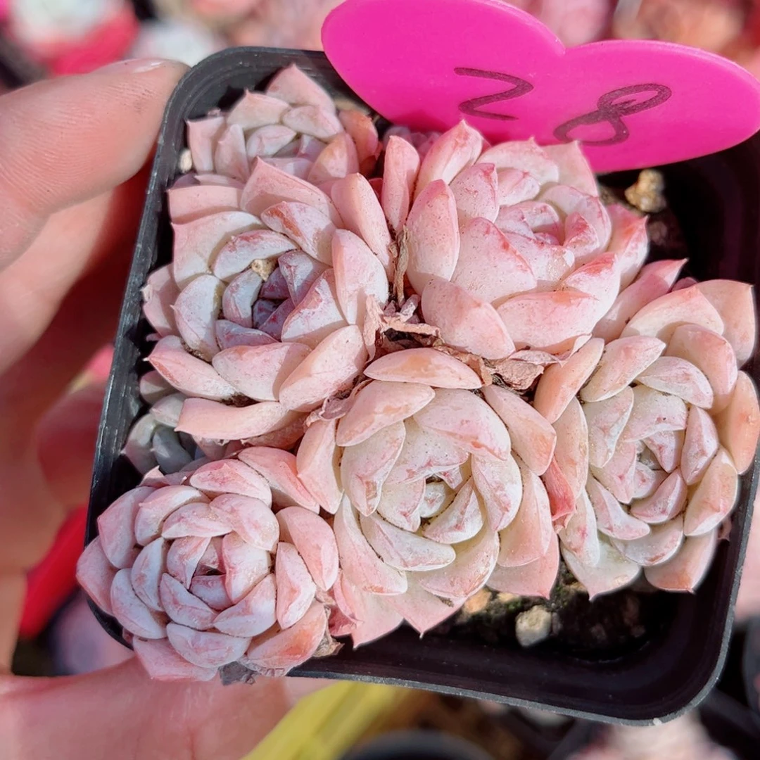 28号小老桩玉凝群