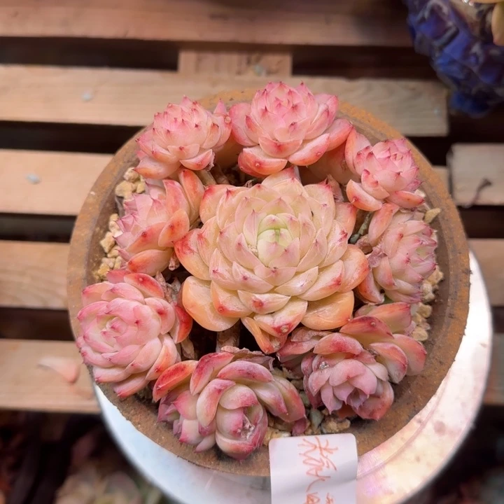 粉水晶玫瑰多肉植物dtxgghj