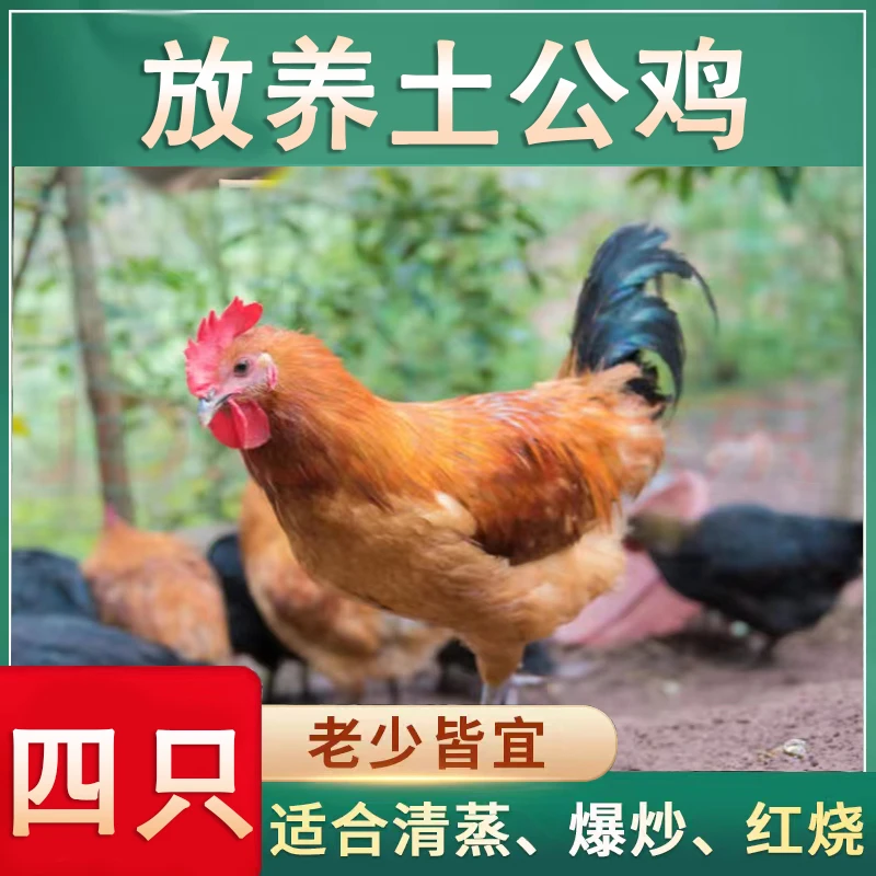【山里人】放养黄脚土公鸡肉质鲜嫩净膛 到手4只 总净重10斤