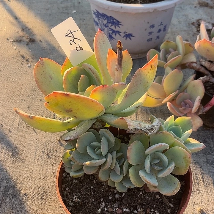 许***沙234白凤脱土发货不退不换