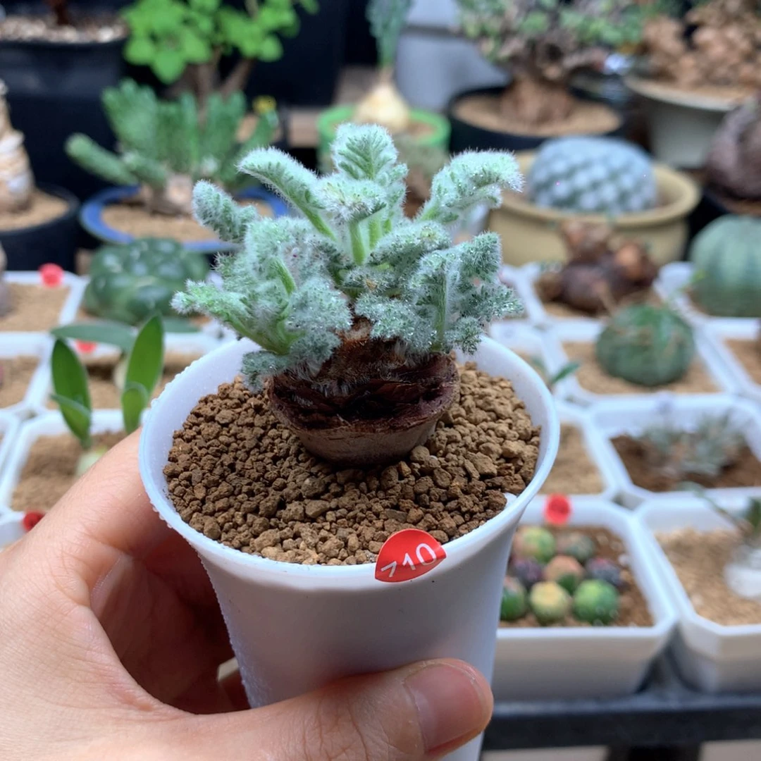 羽叶杨葵母本710带盆