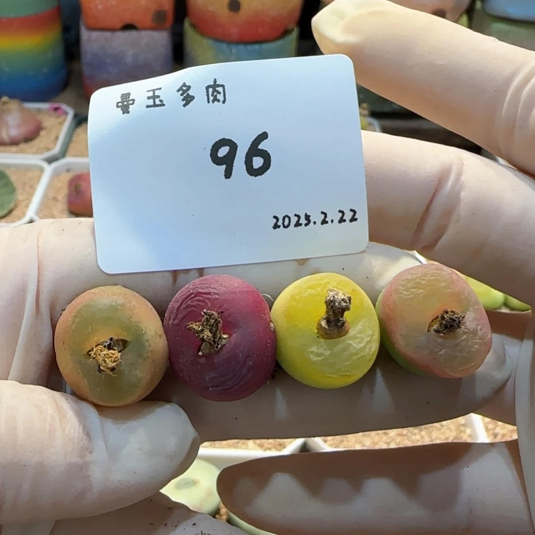 多肉多肉多肉2.22-096