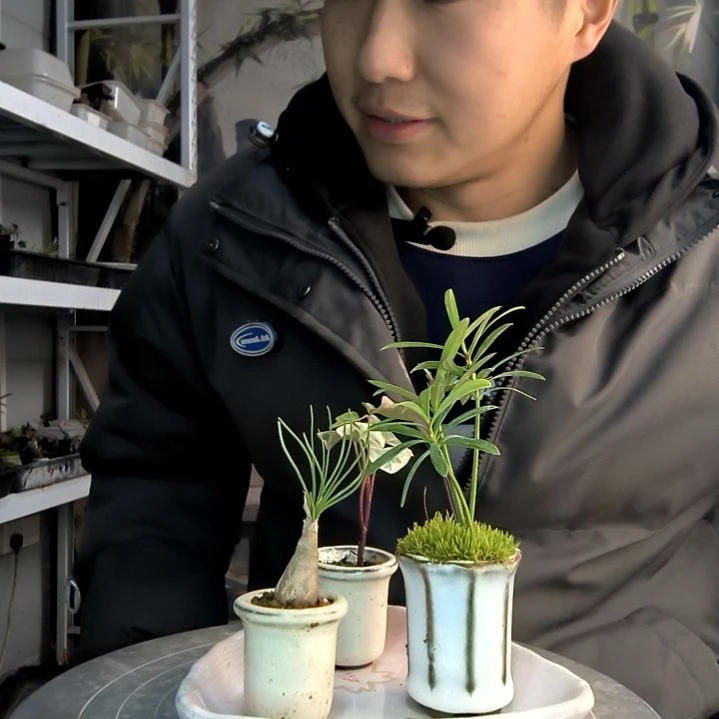 富**人小盆景小植物一物一拍258
