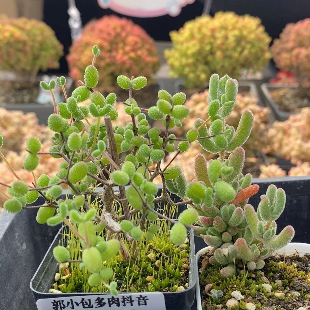 沐*实生组合0335枝干番杏