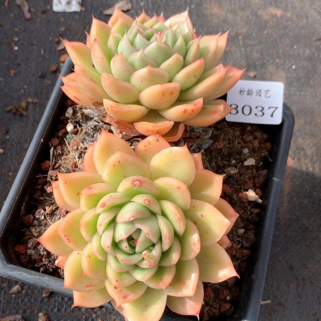 3037杂交多肉植物