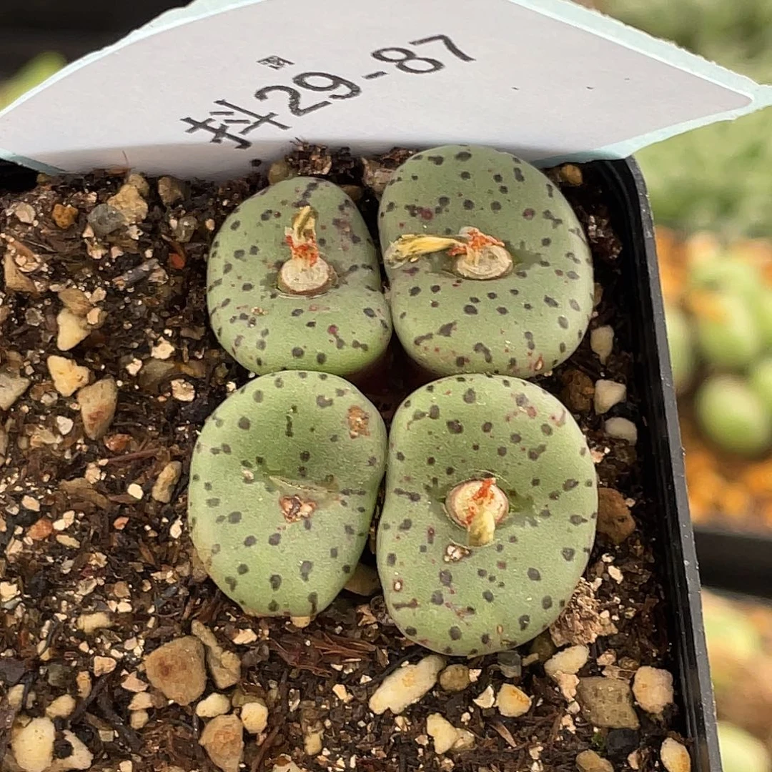 29-87荷叶安贞多肉植物