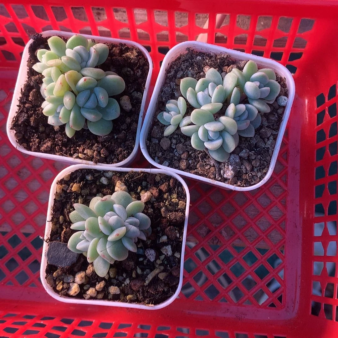 多肉植物一物一拍