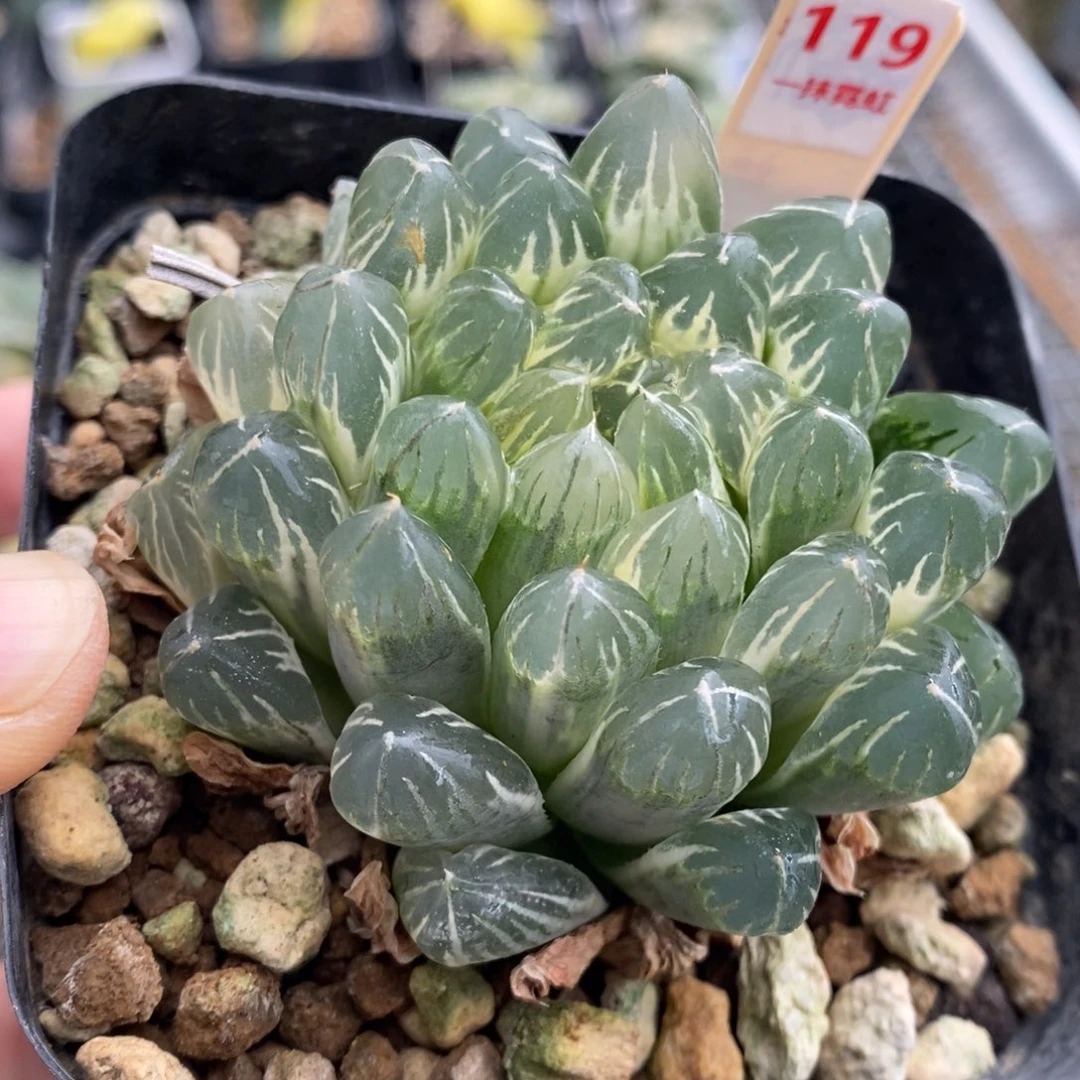 119号实生玉露锦糊斑