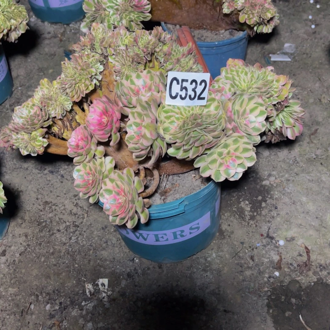 倾城法师16////6包邮