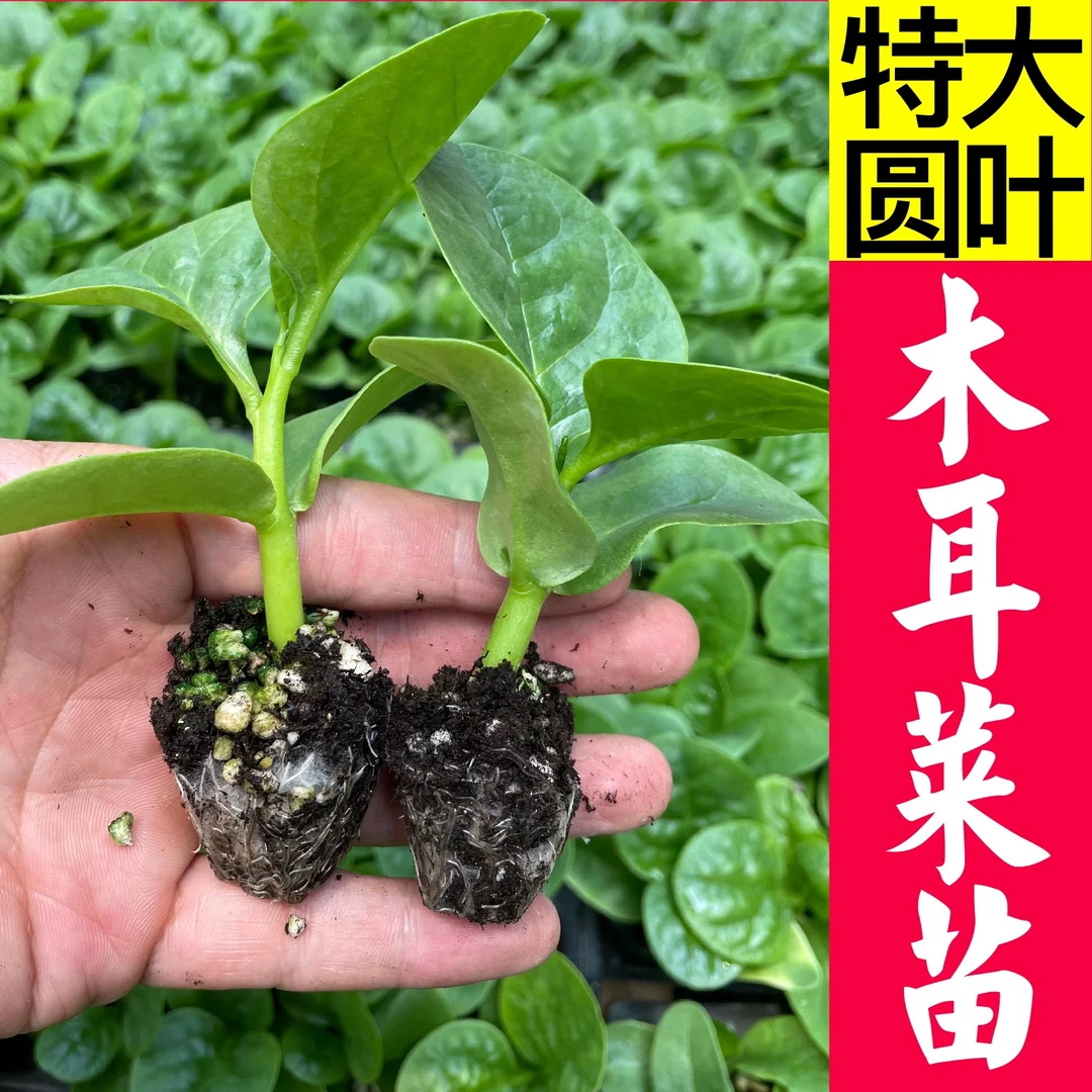 特大圆叶木耳菜阳台盆栽多次采摘四季秧苗春秋蔬菜种子木耳菜苗