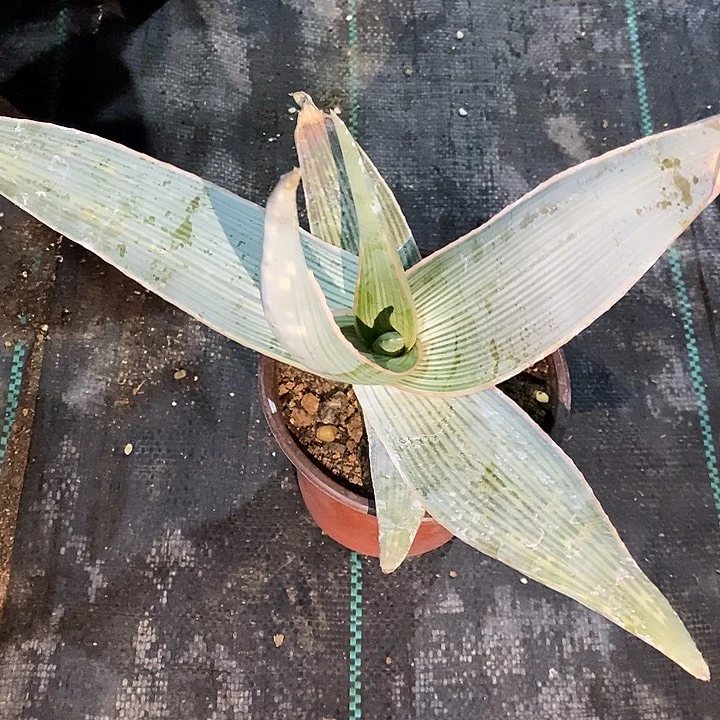 完美主义者勿拍卡拉芦荟