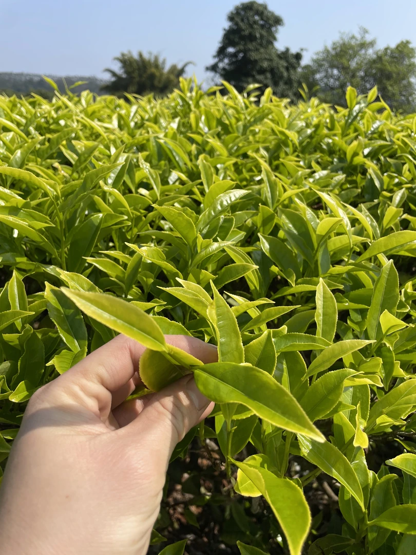 指定链接【改价链接】凤凰单丛茶直播间介绍为准！