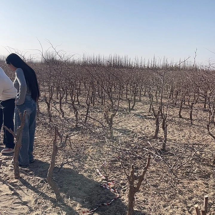 真***诚和田大枣七月鲜枣树