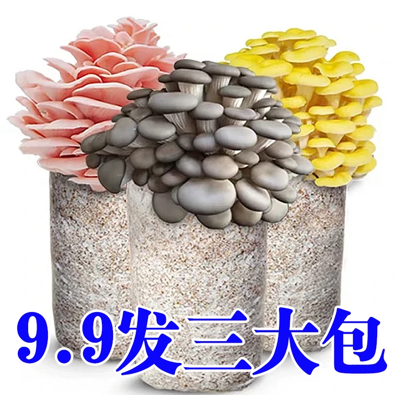 喷水就长【买1发3】蘑菇菌包好养食用菌菌棒平菇种植包菌菇包菌种包