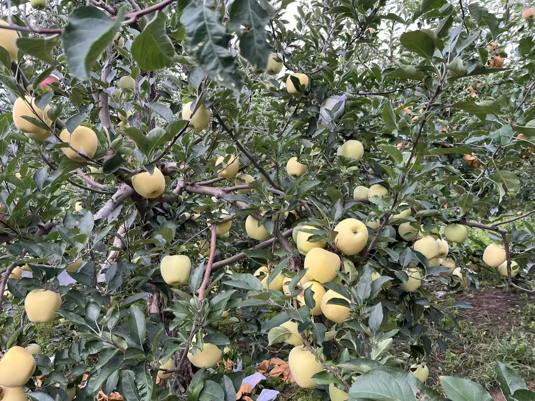 刚脱纸袋的（白色）红星苹果 口感香糯  香味回肠