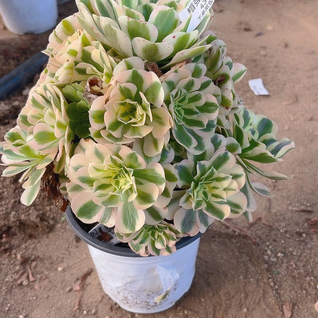 迈巴赫多肉植物手捧434