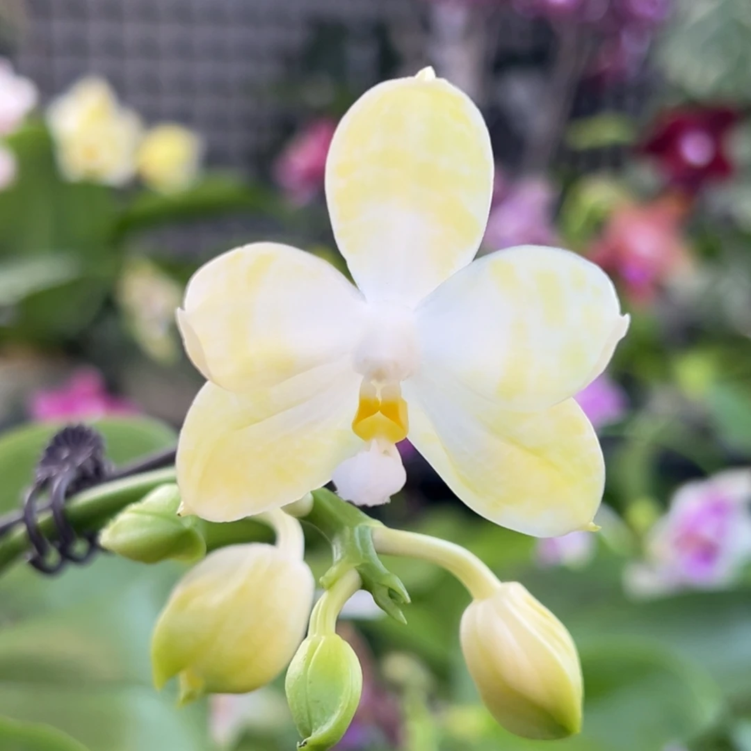 完全开放29号，98米