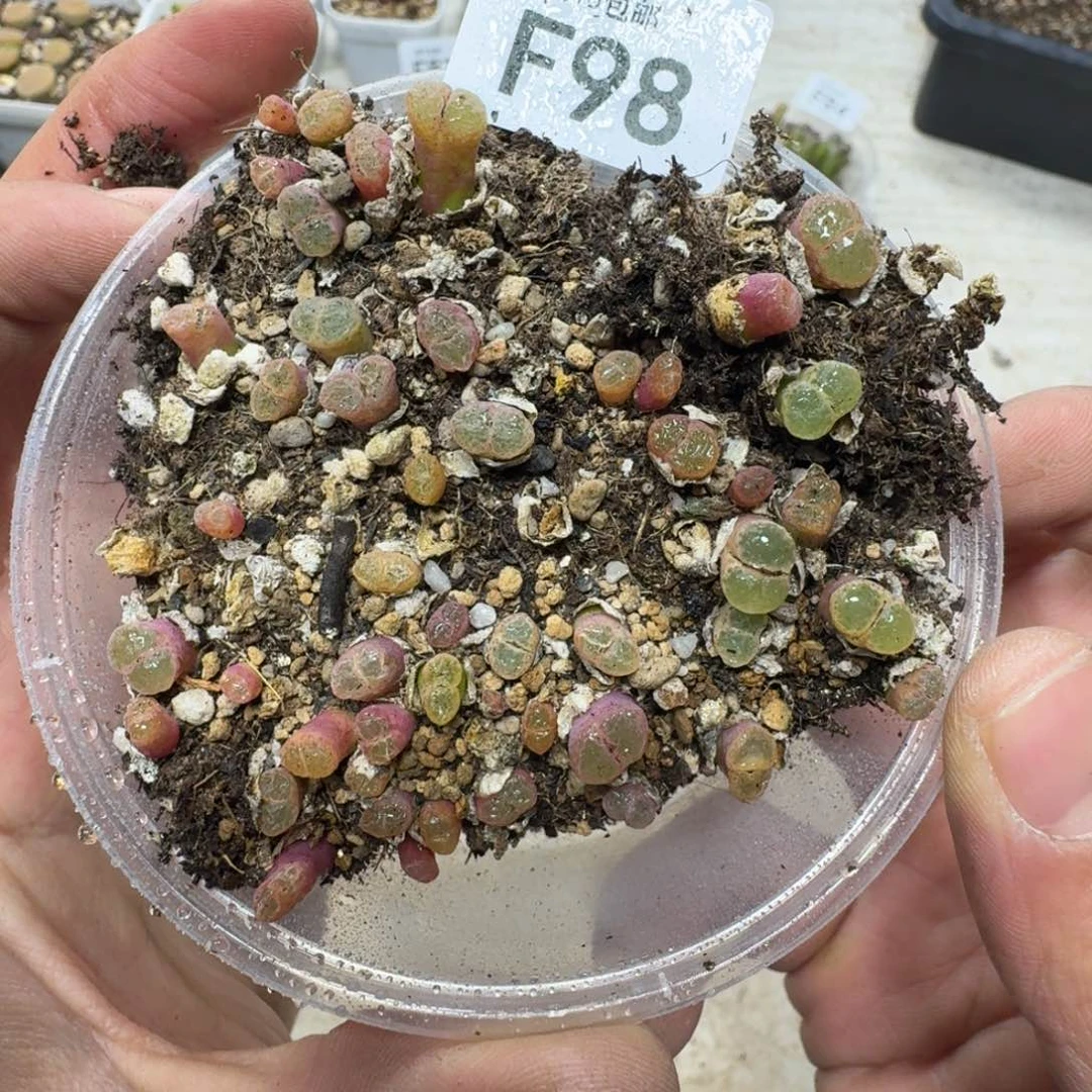 F98。1453.9。粉樱风铃