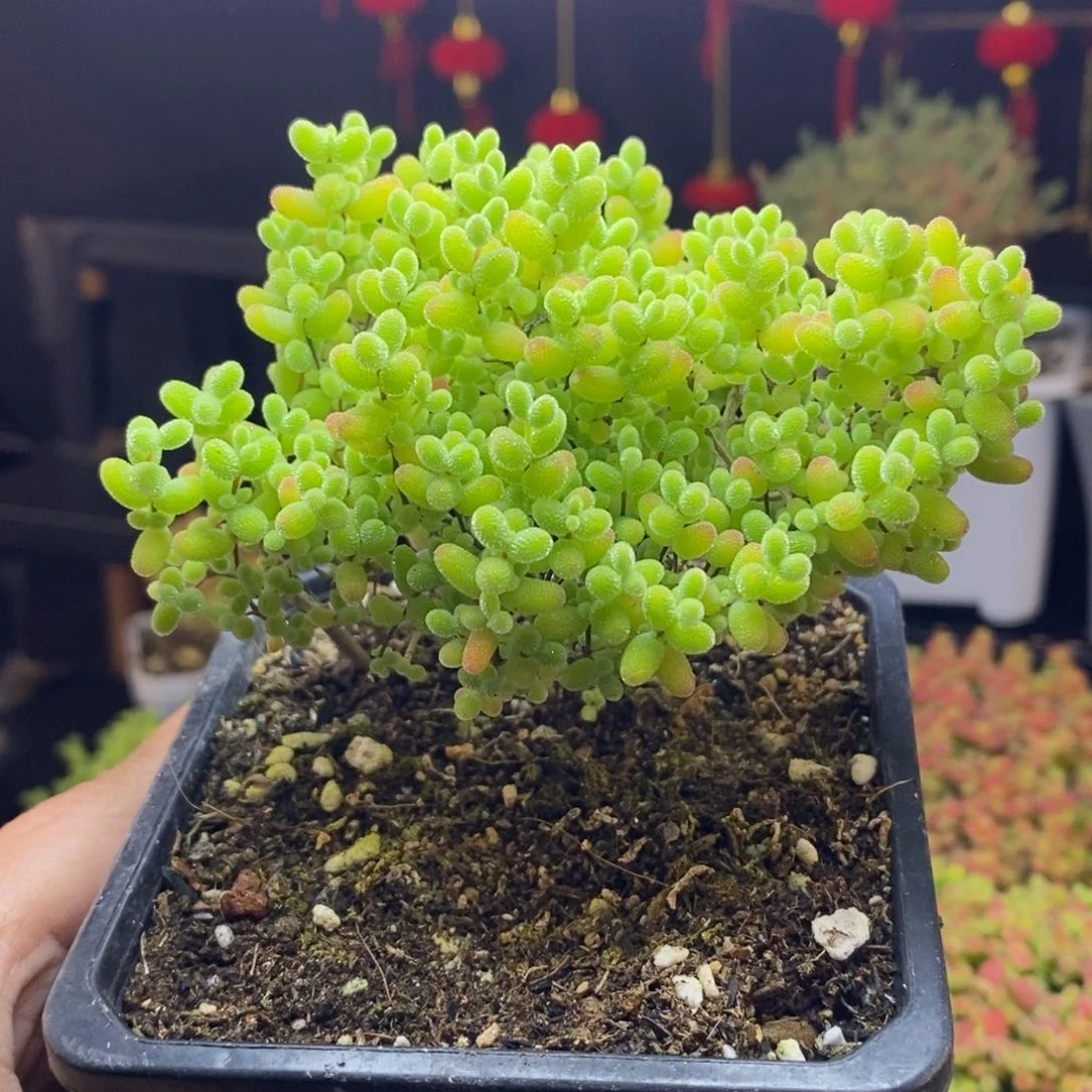 178号蜜橘糖球枝干