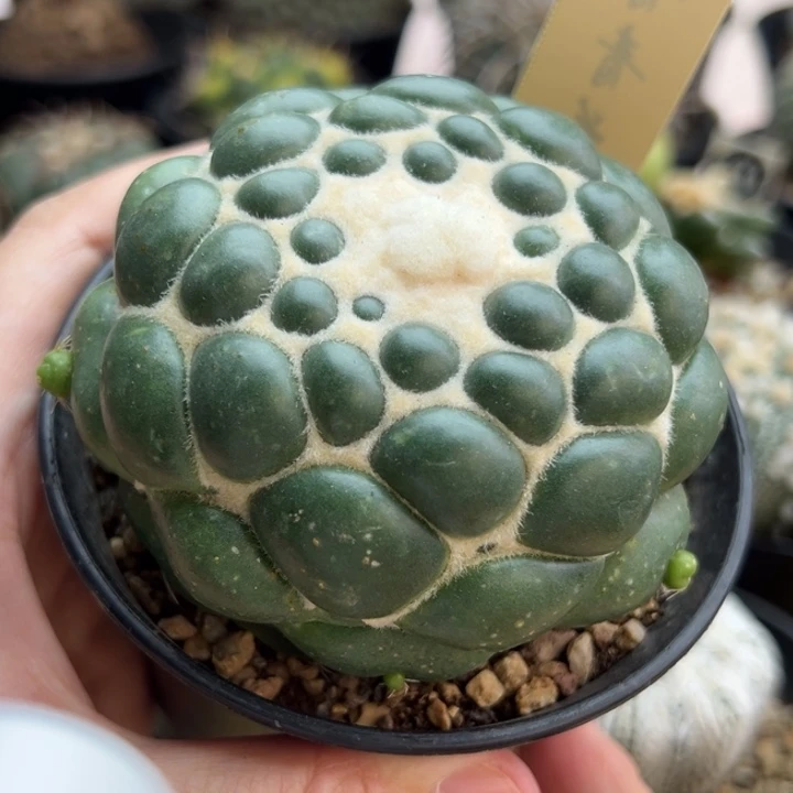 自根无刺象牙8cm一棵仙人球