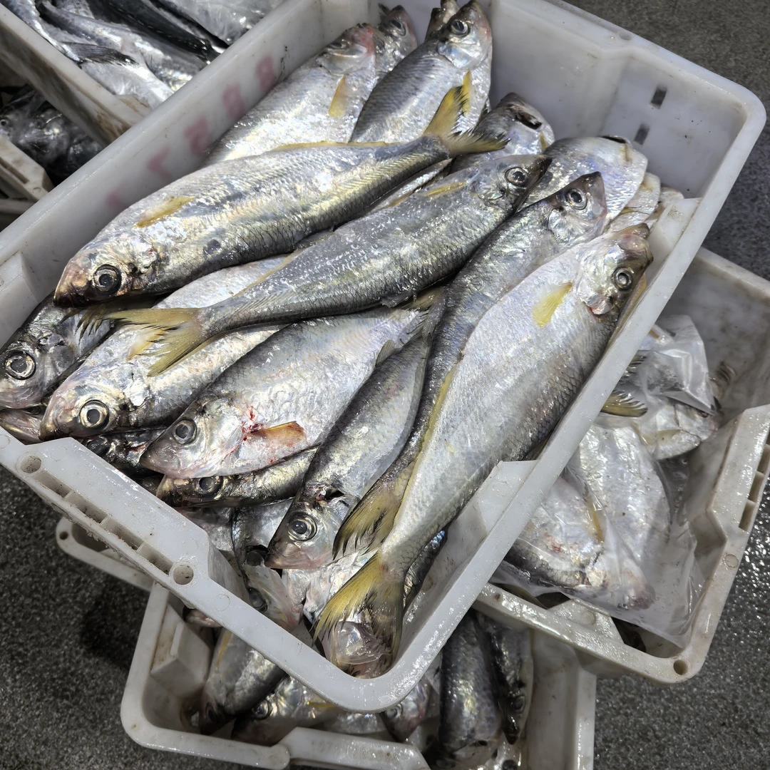 【东海野生勒鱼4斤6条】东海野生勒鱼顺丰包邮