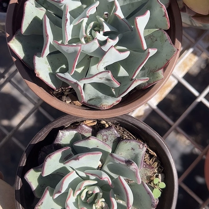 建思诺娃多肉植物