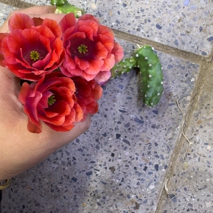 316桃太郎2个无根侧牙小，20包邮