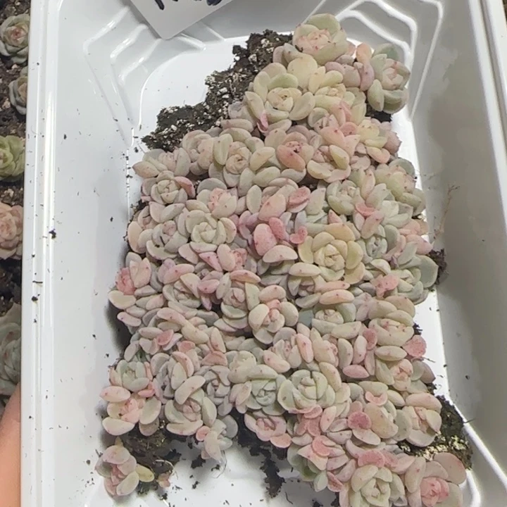 有***绥118号王者tt02系列多肉一盒