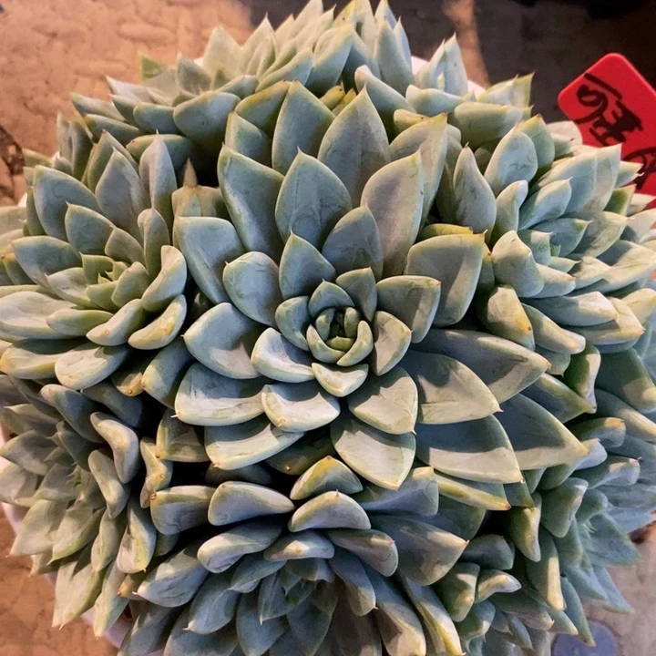 可***琴88888888858888888