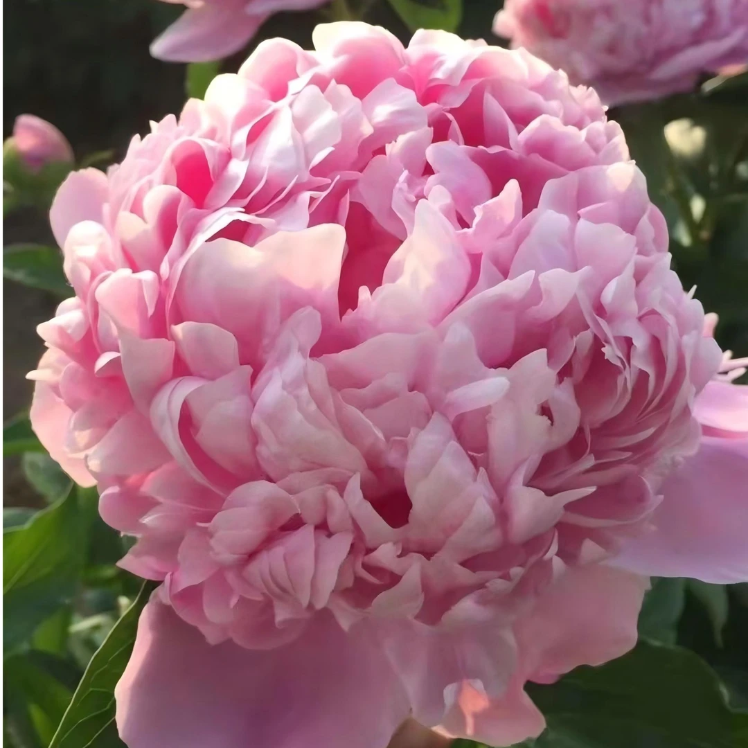 【蓝富士】芍药裸根带芽发货-重瓣-包对版-