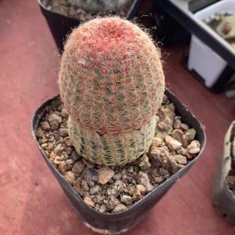 实生红太阳4仙人球