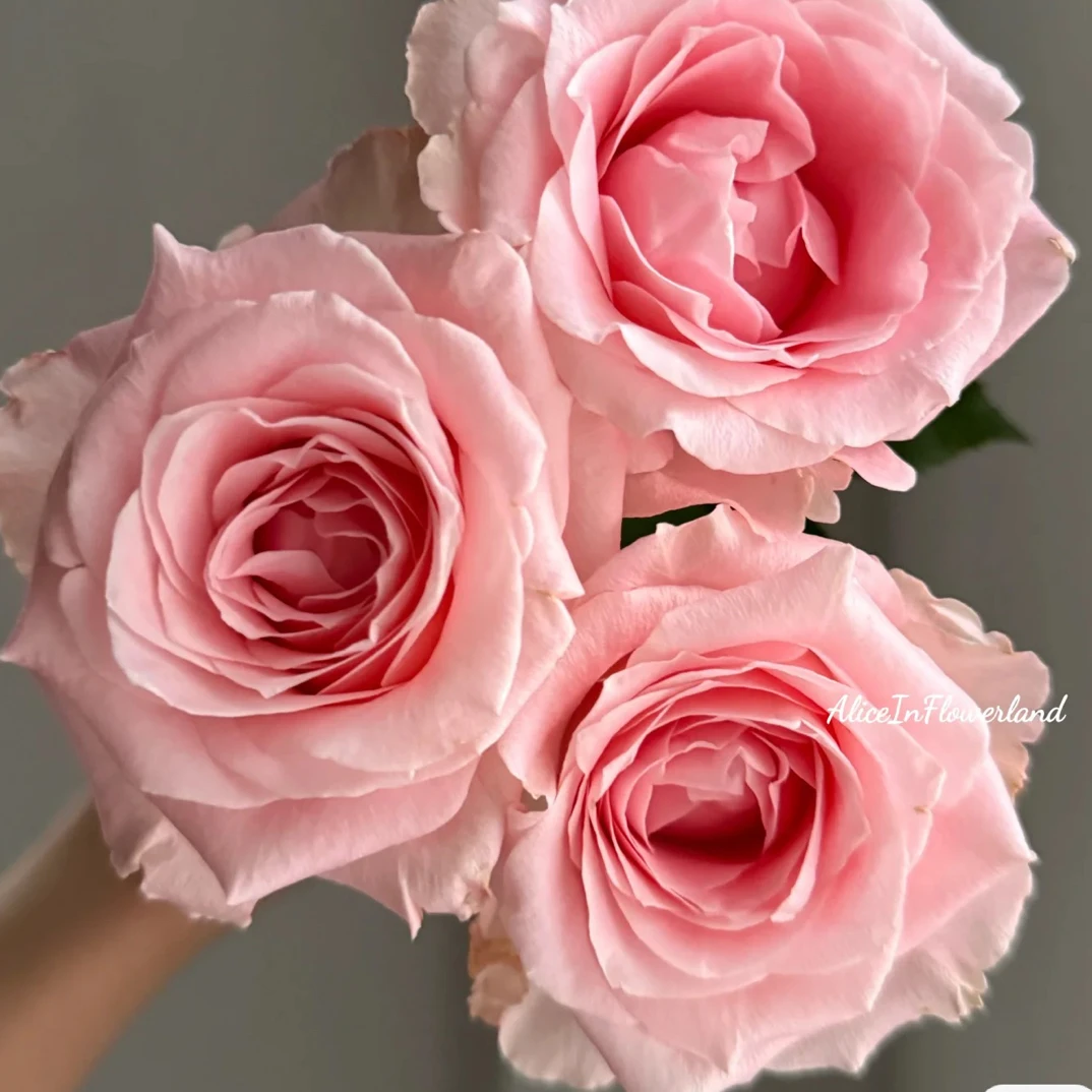 【玫瑰】辛迪 任三单顺丰空运包邮鲜切花 10支装家居插花