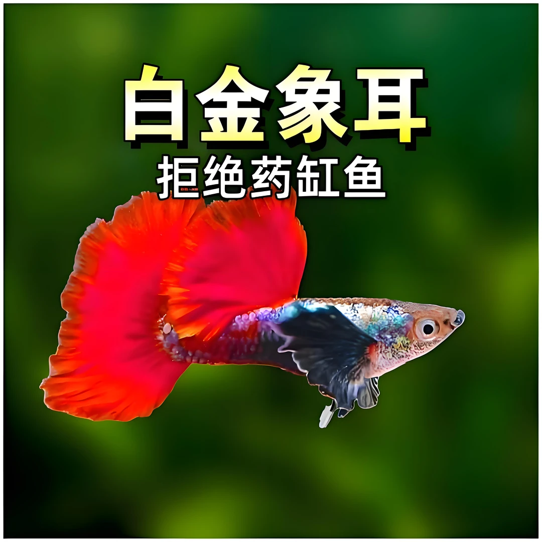 白金象耳孔雀鱼红扇小型鱼淡水热带观赏鱼耐活好养适合新手养殖