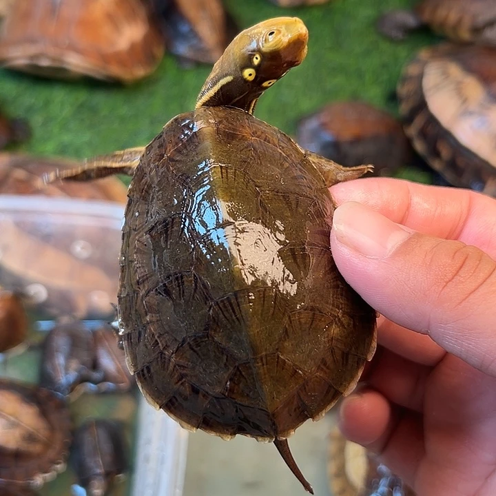 r***r绿毛龟母剧院闭壳龟