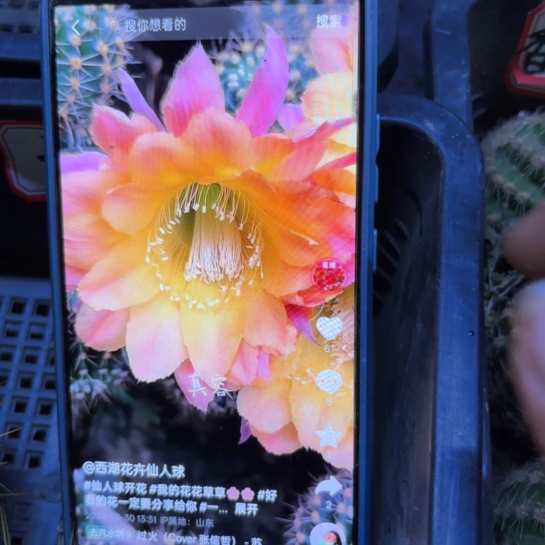 真容无根侧牙四公分57