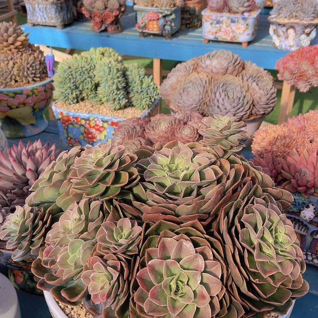 阿*迷雾森林力哥